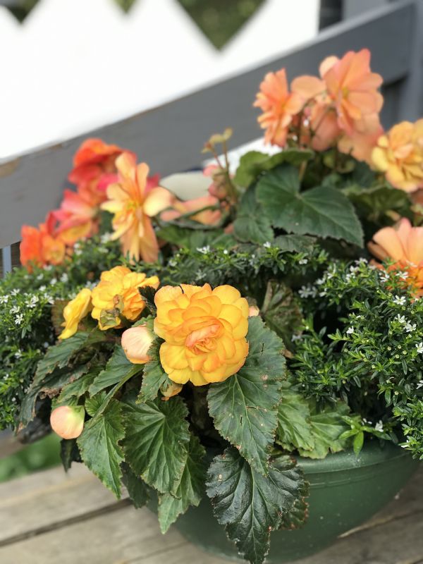 Local Begonia Planting pros at work