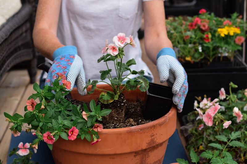 Contact About Begonia Planting
