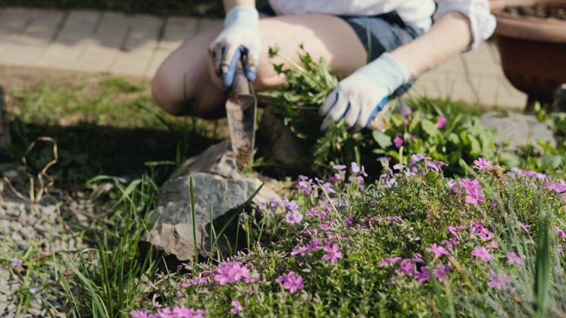 Begonia Planting