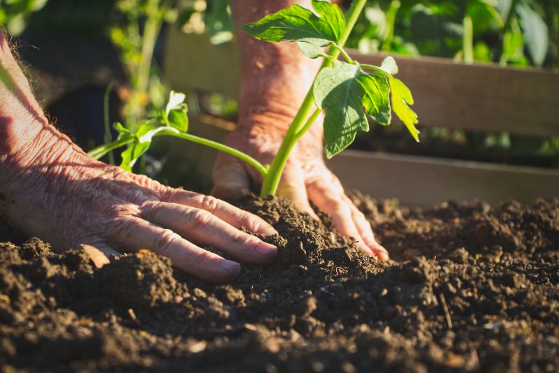 Begonia Planting