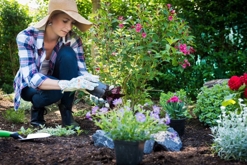 Begonia Planting detail
